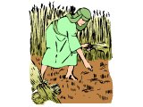 Ruth gleaning corn